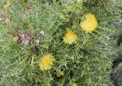 Banksia armata ignicida