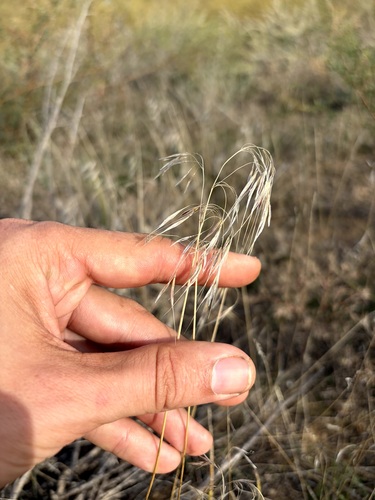 Bromus tectorum observed 2026-10-15