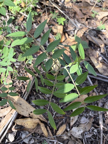 Senna sophera observed 2026-10-19