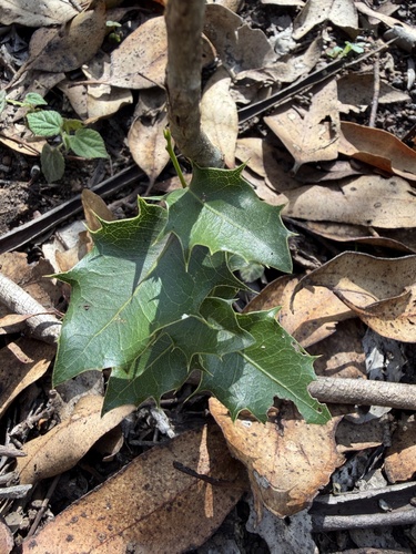 Drypetes observed 2026-10-19