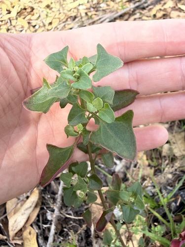 Chenopodium robertianum, 2026-10-19