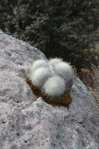 Mammillaria senilis