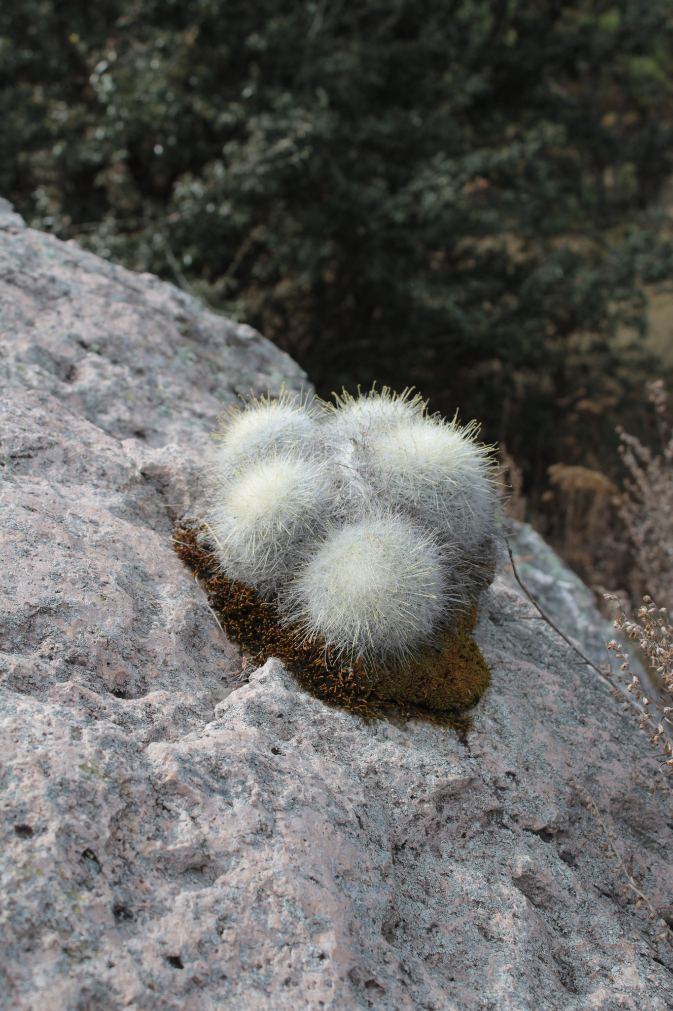 Mammillaria senilis