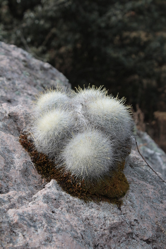 Mammillaria senilis