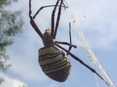 Argiope
