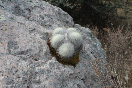 Mammillaria senilis