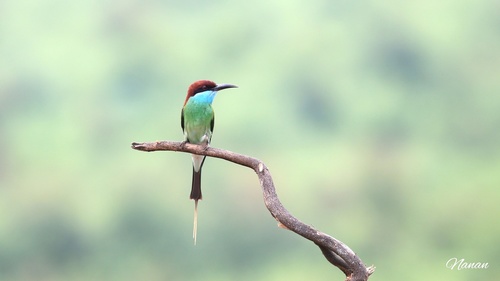 Blue-throated Bee-eater