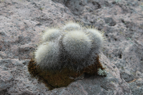 Mammillaria senilis