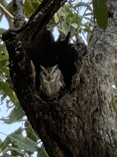 Otus bakkamoena observed 2026-10-21