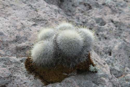 Mammillaria senilis