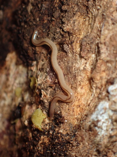 Geonemertes pelaensis observed 2026-09-24