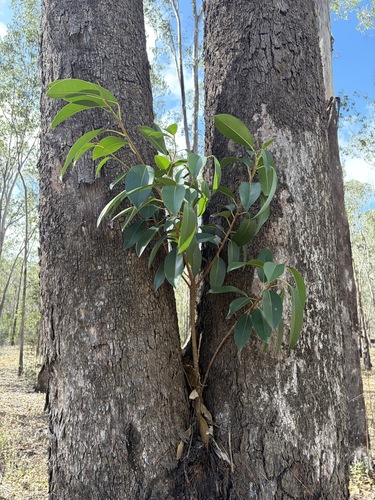 Ficus rubiginosa observed 2026-10-19