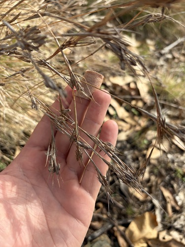 Cymbopogon refractus observed 2026-10-19