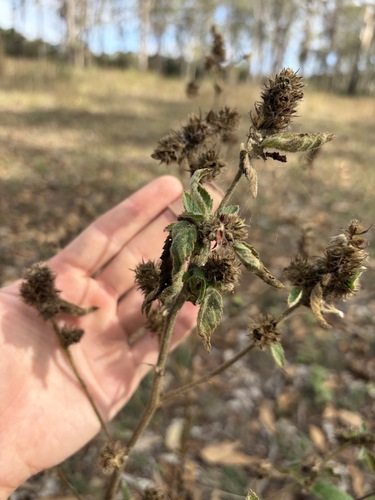Malvastrum americanum observed 2026-10-19
