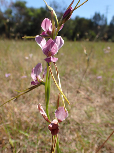 Diuris punctata observed 2026-10-21