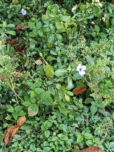 Ruellia tuberosa observed 2026-10-21
