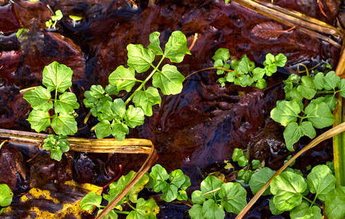 Cardamine amara, 2026-10-19