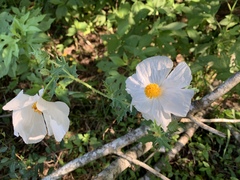 Argemone albiflora texana