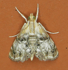 Dicymolomia grisea