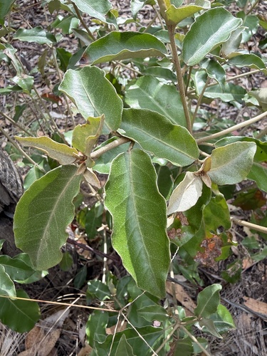 Croton insularis observed 2026-10-19