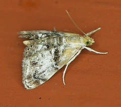 Dicymolomia grisea