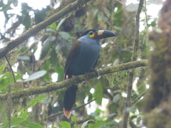 Andigena laminirostris