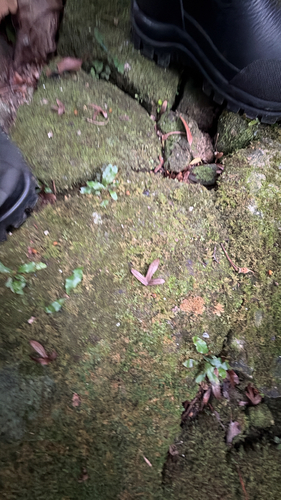 Engelhardia roxburghiana observed 2026-10-21