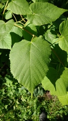 Tilia platyphyllos