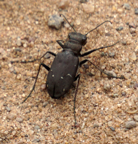Boreal Long-lipped Tiger Beetle