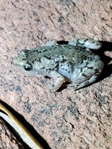 Western Narrow-mouthed Toad