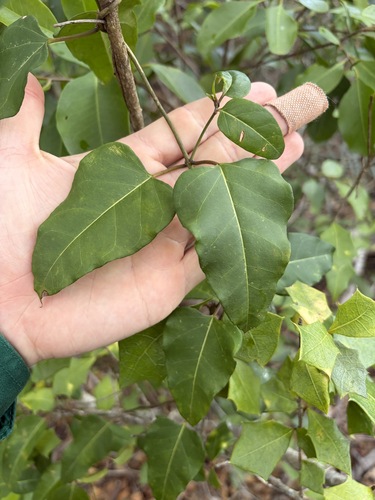 Secamone elliptica observed 2026-10-19