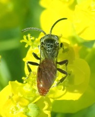 Sphecodes ranunculi