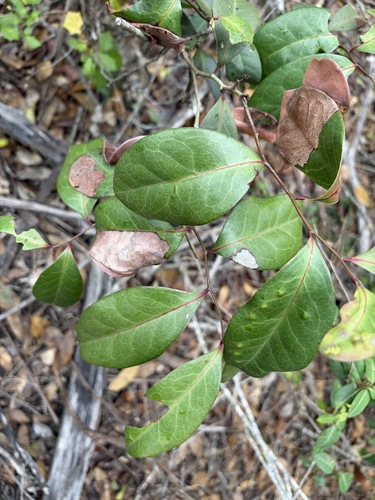 Diospyros geminata observed 2026-10-19