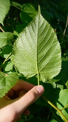 Tilia platyphyllos