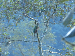 Pharomachrus antisianus