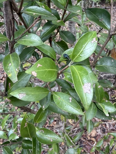 Psydrax odoratus observed 2026-10-19