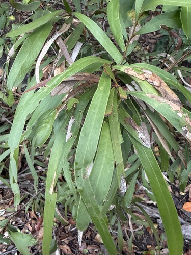Acacia fasciculifera, 2026-10-19