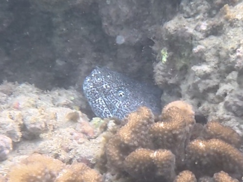 Gymnothorax pictus observed 2026-10-20