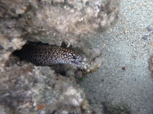 Gymnothorax eurostus observed 2026-10-20