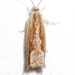 Ancylis diminuatana