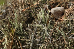 Cladonia sulphurina