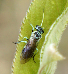 Pamphilius semicinctus
