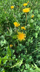 Taraxacum officinale