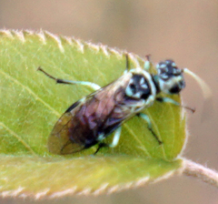 Pamphilius semicinctus