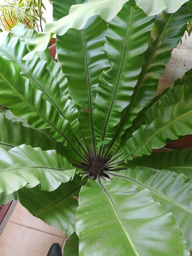 Asplenium nidus observed 2026-10-21