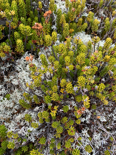 Phyllodoce observed 2026-10-18
