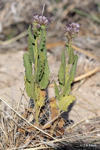 Gypsum Phacelia
