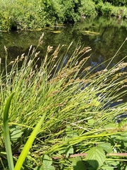 Carex paniculata