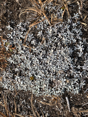 Antennaria alpina, 2026-10-18