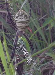 Argiope